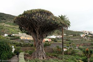 der ein- bis zweitausend Jahre Baum