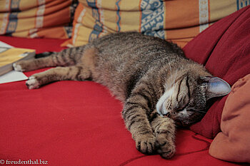 einer ihrer vielen Lieblingsplätze in unserer Wohnung