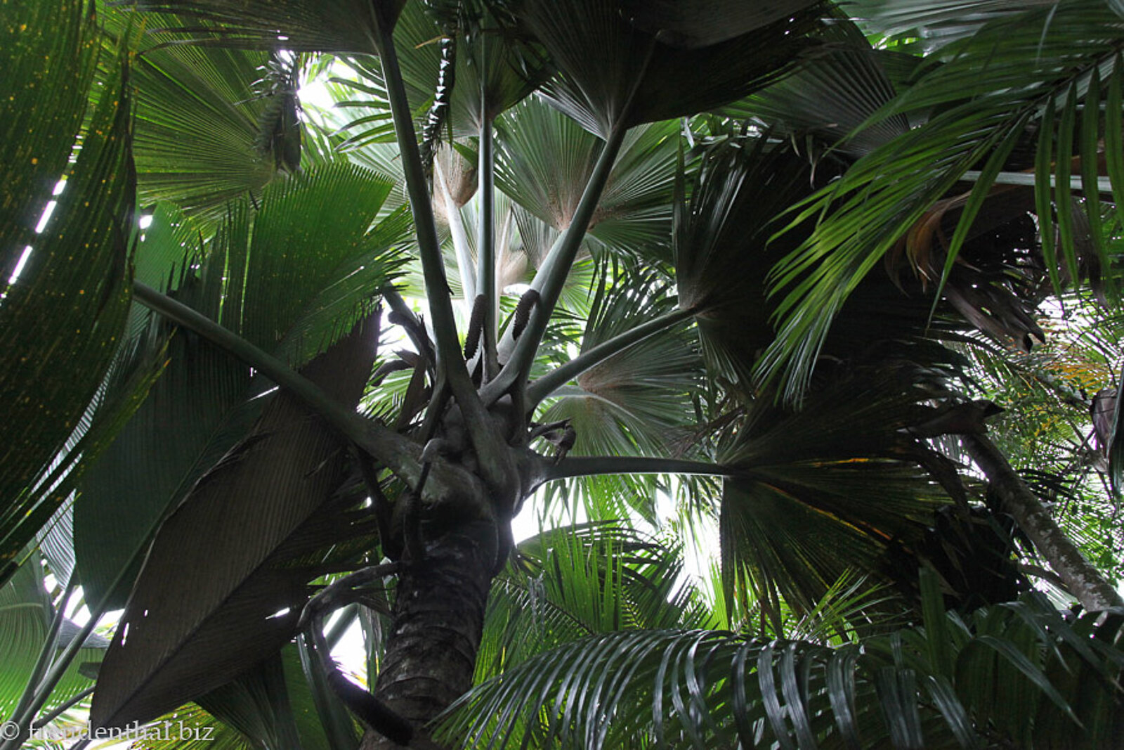 Coco de Mer im Vallée de Mai auf Praslin, Seychellen