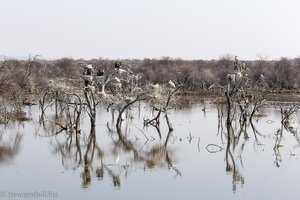 Vogelbeobachtung beim beim Shona Langa