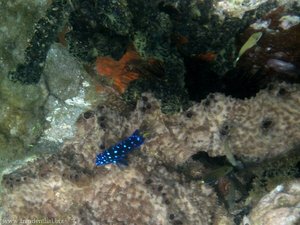 blauer Leuchtfisch beim Schnorcheln bei Bequia
