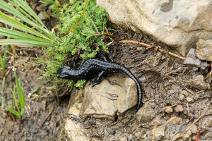 Alpensalamander (Salamandra atra)