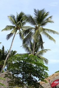 Kokosnusspalmen beim Thapwarin Resort