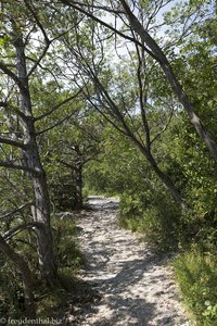 Durch den Pinienwald auf dem Rilkeweg nach Sistiana