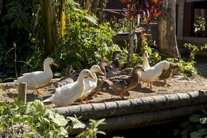 Enten am Inle-See