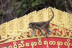 Makake läuft über das goldene Dach