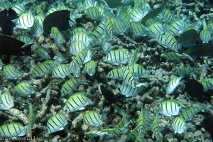 Gitter-Doktorfisch (Convict Surgeonfish, Acanthurus triostegus) 