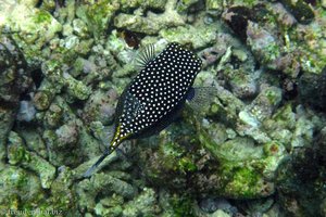 Weißpunkt-Kofferfisch (Whitespotted Boxfish, Ostracion meleagris, Weibchen) 