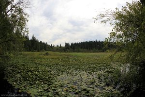 Beaver Lake im Stanley Park