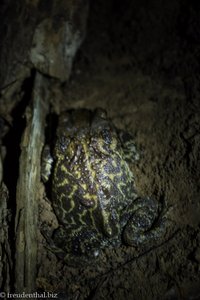 Höhlenkröte in der Tropfsteinhöhle von Viñales