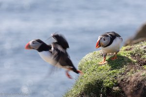 Papageitaucher flattert in Richtung Meer