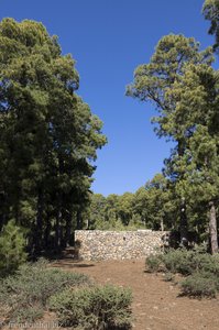 Wasserbecken im Wald des Pico de la Nieve