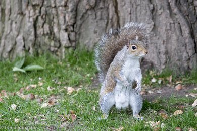 Grauhörnchen beim Madison Square Park von New York