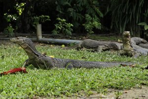 Riesiger Bindenwaran auf Pulau Tiga