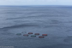 Garnelenzucht bei Madeira