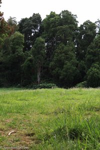 über diese Wiese geht es zurück zum Ausgangspunkt der Wanderung