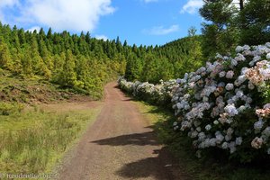 Hortensien am Wanderweg zwischen dem Lagoa Rasa und dem Lagoa Canario