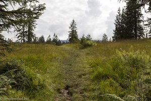 Hochmoor am Piesenkopf im Allgäu