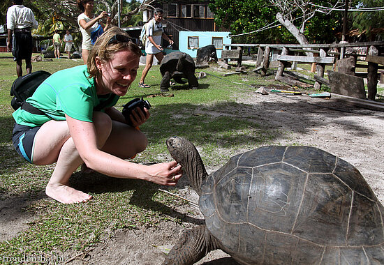 Annette krault eine Riesenschildkröte auf Curieuse