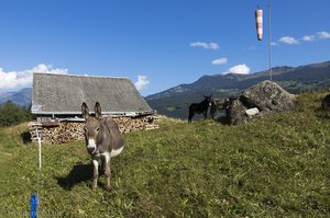 Esel bei Geissholz