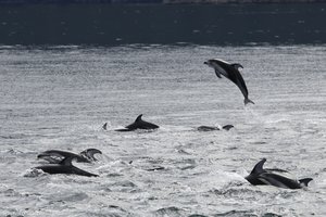 Pazifische Weißseitendelfine (Lagenorhynchus obliquidens)