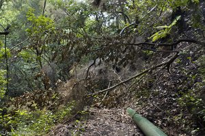 Umgefallene Bäume und Erdrutsche im Barranco de la Madera 