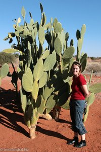 ein ganz normaler Kaktus bei der Anib Lodge