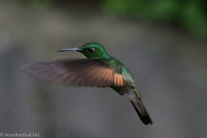 Grünscheitelbrillant (Green-crowned Brilliant, Heliodoxa jacula) Selvatura Park