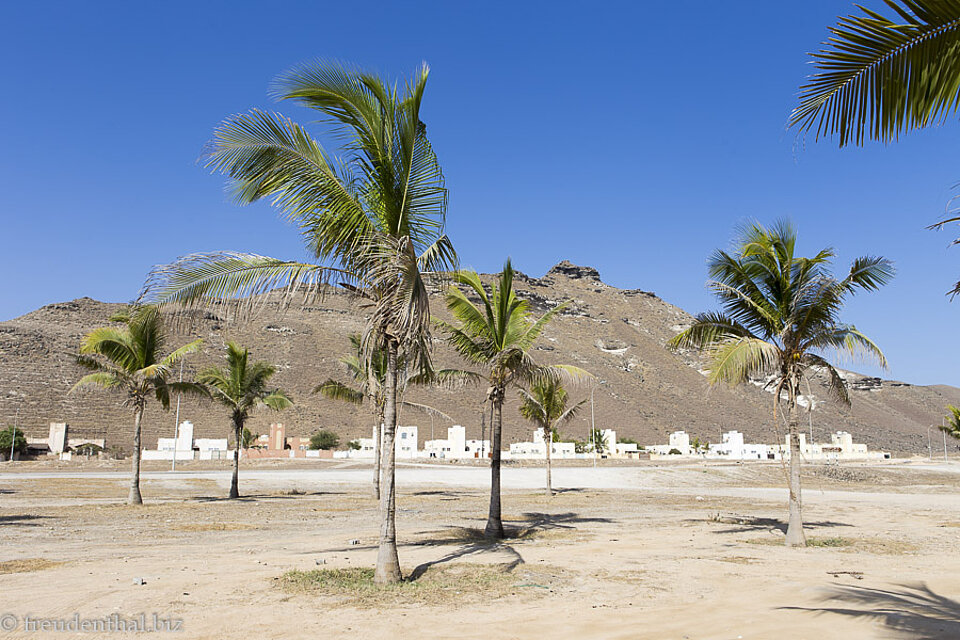 Kokospalmen am Mughsail Beach vor den Dhofar-Bergen im Oman