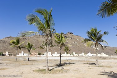 Kokospalmen am Mughsail Beach vor den Dhofar-Bergen