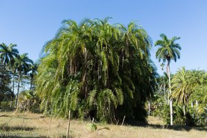 Noch mehr Palmen im Jardín Botánico von Cienfuegos