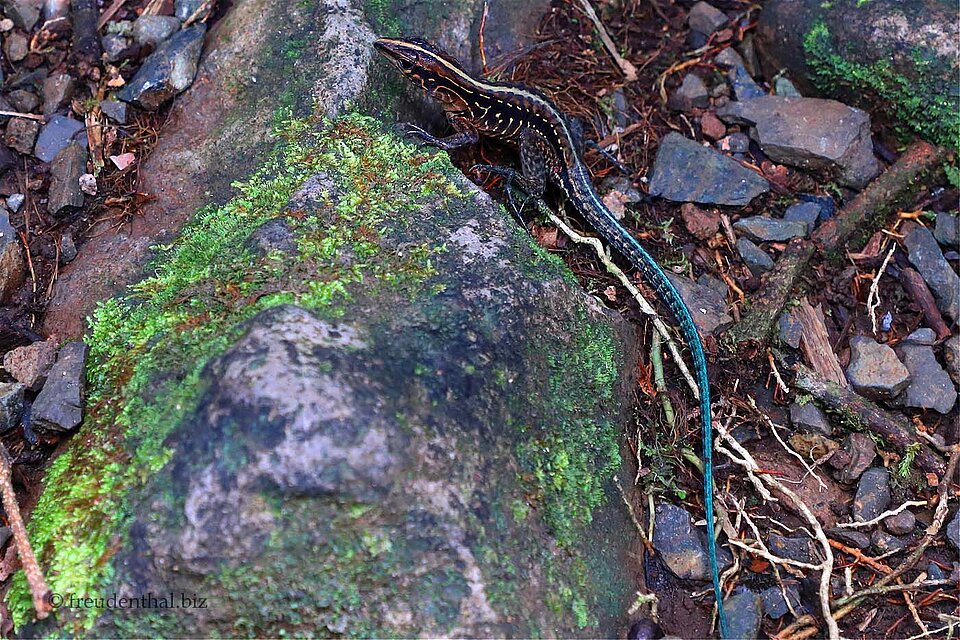 Zentralamerikanische Ameive (Holcosus festivus) beim Río Celeste in Costa Rica