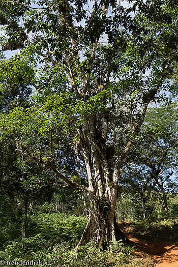 landschaftsprägender Baum am Weg von Caburni