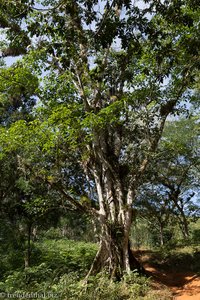 landschaftsprägender Baum am Weg von Caburni