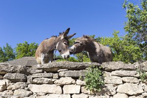 verliebte Esel im Vorzeige-Bauerndorf Butuceni in Moldawien
