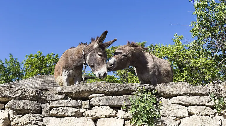 verliebte Esel im Vorzeige-Bauerndorf Butuceni in Moldawien