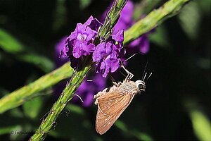 Schmetterlinge gibt es hingegen eher wenige.