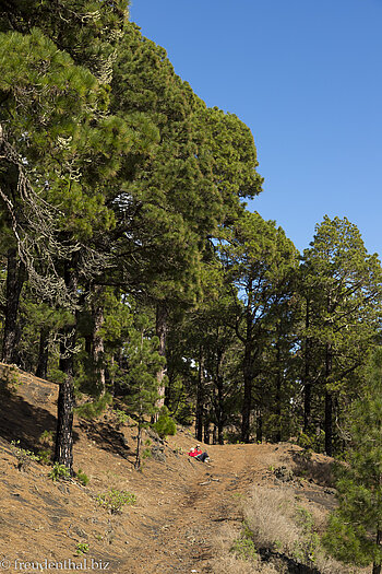Im schönen Pinienwald auf dem Camino real de la Costa