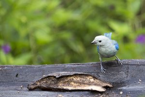 Blautangaren fliegen durch den Botanischen Garten von Quindío.