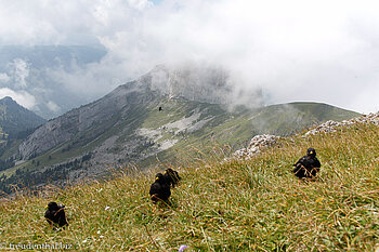 Alpen-Dohlen
