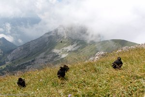 Alpen-Dohlen