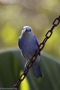 Blautangare (Thraupis episcopus), auch Bischofstangare oder Blaugraue Tangare