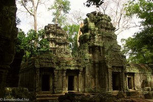Ta Prohm, ein Tempel mitten im Urwald von Kambodscha 
