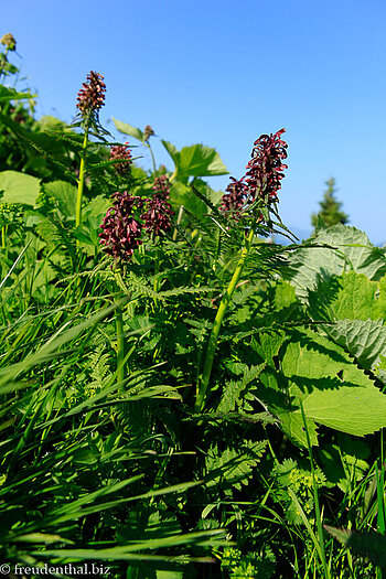 Quirlblättriges Läusekraut