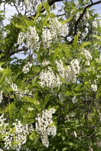 Akazienblüten im moldawischen Frühling