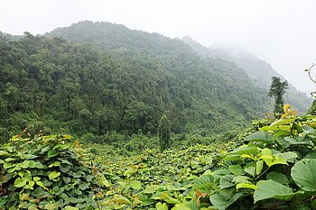 Ausblick über den Dschungel im Phong Nha-Nationalpark