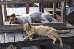 Hund und Katz' fühlen sich wohl in Luang Prabang