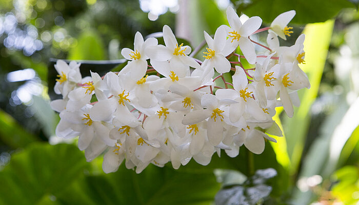 Orchidee im Jardin des Parfums et des Épices