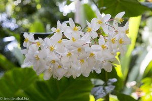 Begonie im Jardin des Parfums et des Epices