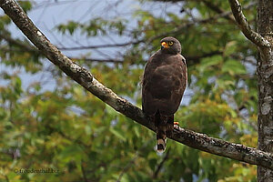 Krabbenbussard - Buteogallus anthracinus